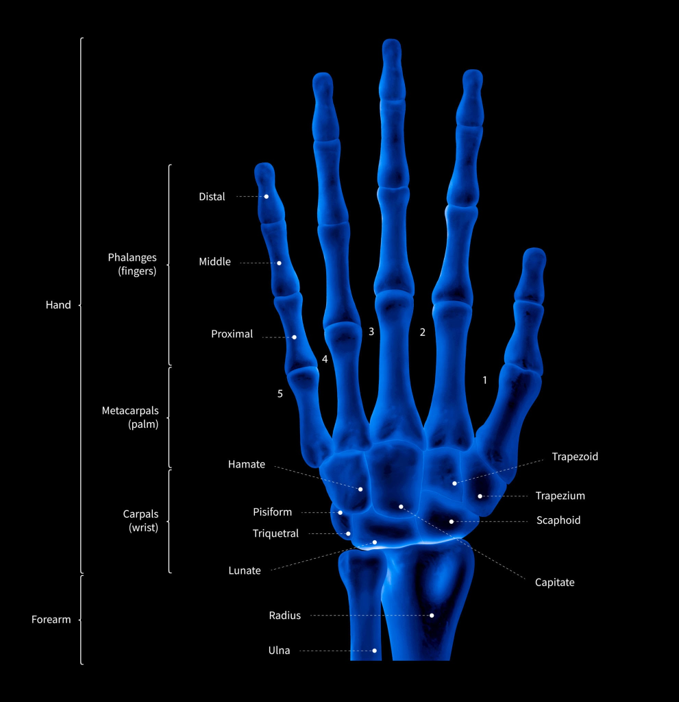 اشعه ایکس چیست؟ راهنمای جامع برای معلمان و آموزش در کلاس درس